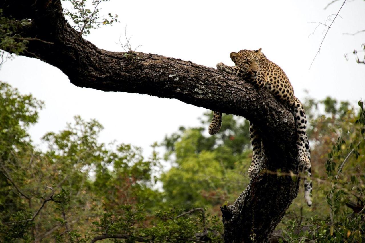 Villa Kapama Karula Kapama Game Reserve Esterno foto