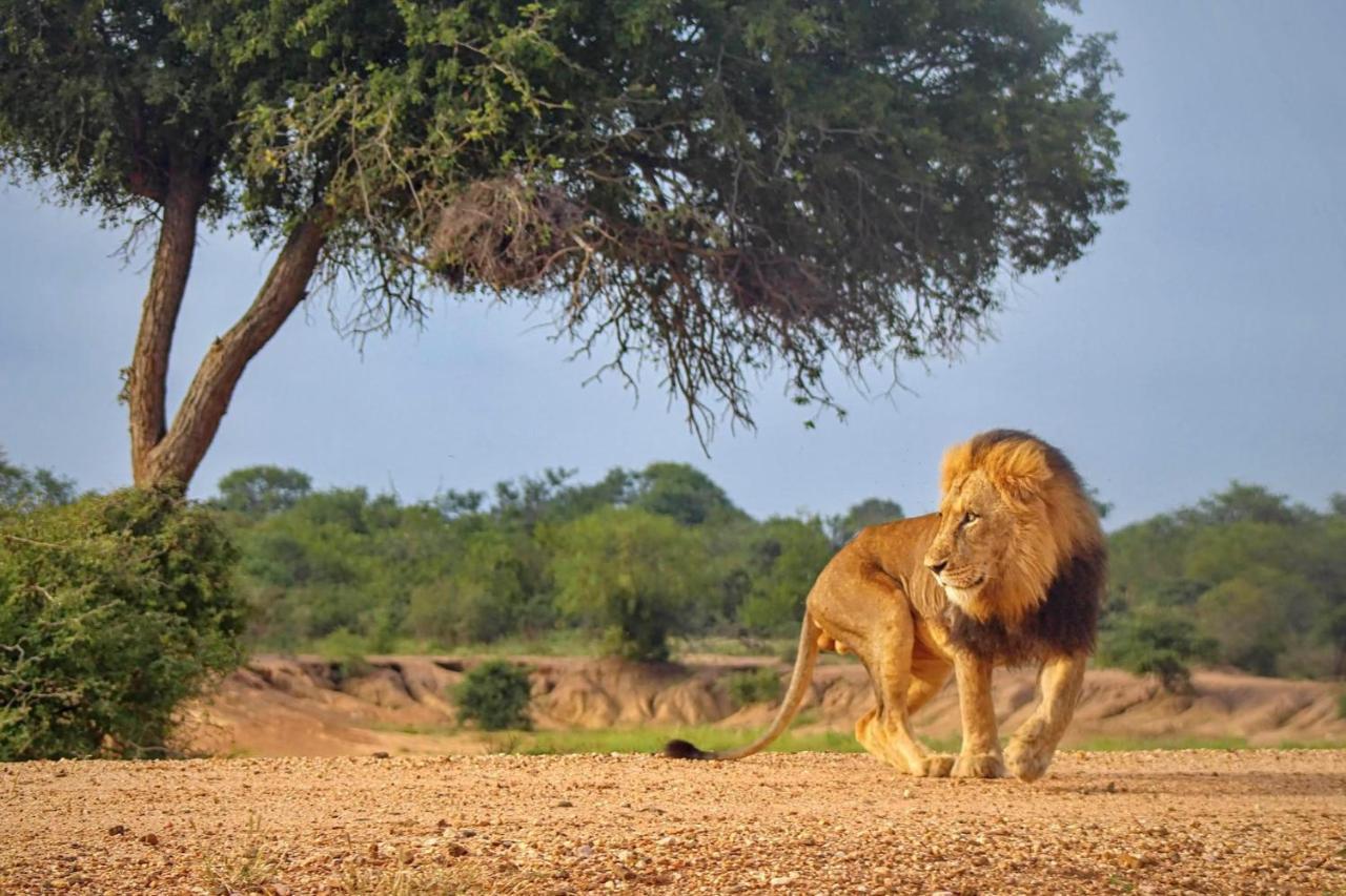 Villa Kapama Karula Kapama Game Reserve Esterno foto